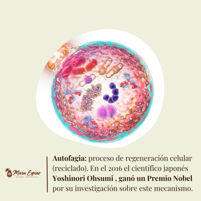 Aquí te dejo brevemente 4 beneficios de la Autofagia:

1. Ayuda a combatir el #cancer
La autofagia actúa como un supresor tumoral, lo que permite que las células eliminen las partes celulares dañadas y disminuyan el daño al #ADN

2. Mejora la función cognitiva y la salud de su cerebro.
La autofagia puede ayudar a reducir la disfunción neuronal característica de enfermedades como el #Parkinson y el #Alzheimer ya que al ayunar se produce una mejor elasticidad en la red neuronal, nos ayuda a ser más resistentes al estrés y aumenta nuestras mitocondria.

3. Mejora la digestión
Inducir la autofagia es darle descanso al sistema digestivo, lo cual ayuda a reducir las inflamaciones intestinales y ayuda a mejorar la contracción de los músculos intestinales. Ayuda a mejorar la absorción de nutrientes y a una mejor digestión.

4. Ayuda con la salud cardiovascular
La autofagia ayuda a reducir el ritmo cardíaco y la presión sanguínea a la vez que aumenta el tono parasimpático; es decir, la fuerza de nuestro sistema cardiovascular mejora luego de inducir autofagia.

Pero ¿cómo se activa este mecanismo?. Pues básicamente hay 2 cosas principales que la activan: el ayuno y la actividad física de alta intensidad. La autofagia se va dando de forma progresiva, pero se estima que de forma masiva ocurre por arriba de las 24-36 horas de ayuno. 

En mi caso particular esta es la razón por la que practico ayunos prolongados cada cierto tiempo 💖

Si te gustó esta información déjame un ❤️, guárdala para revisarla cuando quieras y no olvides compartirla con las personas que pienses pueden necesitarla 🙏

Y tú, ¿has practicado ayunos prolongados, intermitentes o solo restricción de ventana cada día? 👇🏻Te leo 🤓 📝

Ah! Recuerda que @dra.steib y yo estaremos guiando nuestro tradicional ayuno en Mayo (link en mi Bio) 🥰

.

@maru_espino #ketolifestyle #coachketo #cetosis #resistenciaalainsulina #ayunos #autofagia #ketocoach #ayunos #ayunoprolongado #ayunointermitente #sanacionintegral #saludintegral #healthcoach